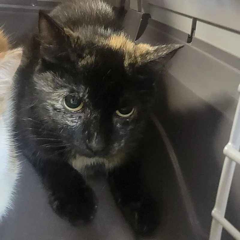 A young small-sized female Tortoiseshell Domestic Short Hair cat named Caramel for adoption in Troy, IL