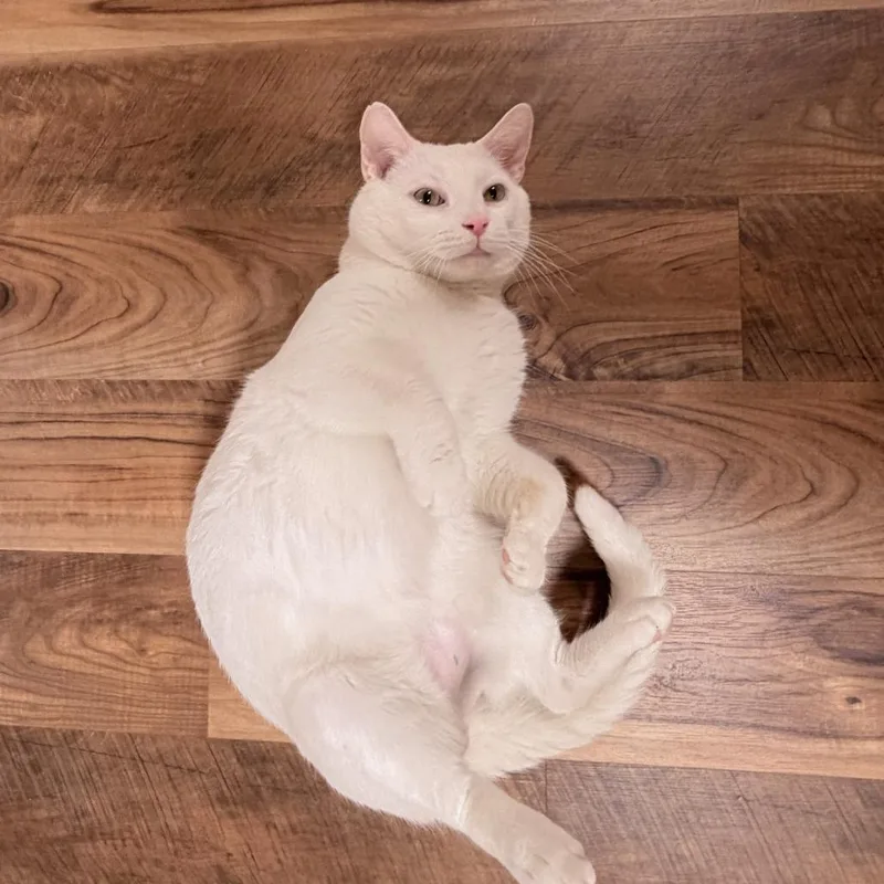 An adult extra large-sized male White Domestic Short Hair cat named Beluga for adoption in Lynchburg, VA