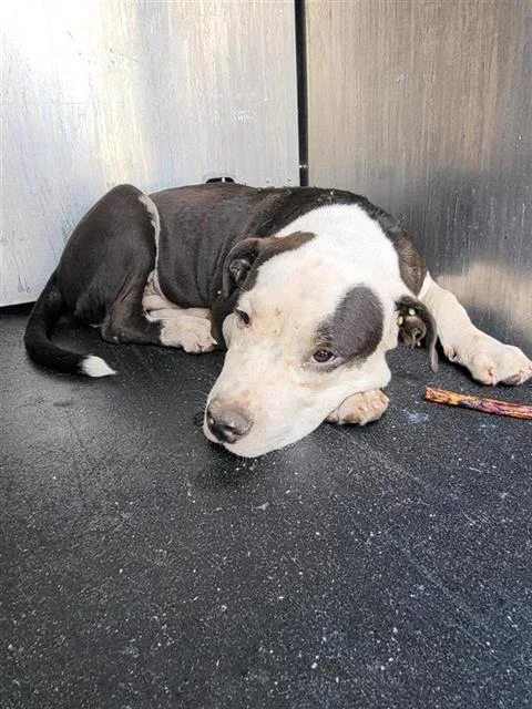 A young medium-sized male American Staffordshire Terrier dog named Dodger for adoption in San Antonio, TX