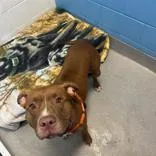 An adult large-sized female Mixed Breed dog named Sparkle for adoption in Hilliard, OH
