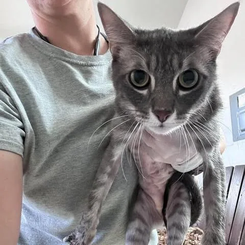 An adult large-sized male Gray / Blue / Silver Domestic Short Hair cat named Vader for adoption in Bastrop, TX