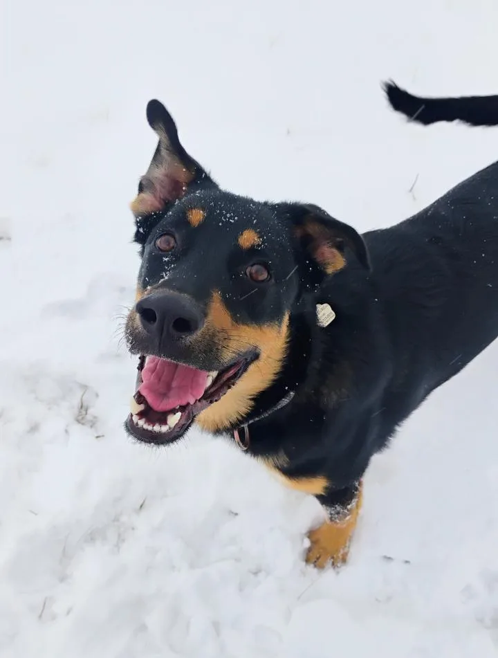A young medium-sized male Black German Shepherd Dog named Lovable Mocha for adoption in Baytown, TX