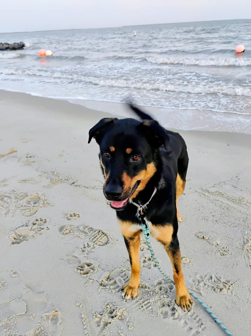 Lovable Mocha thumbnail 2