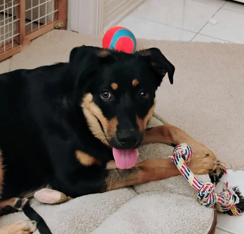 Lovable Mocha thumbnail 3