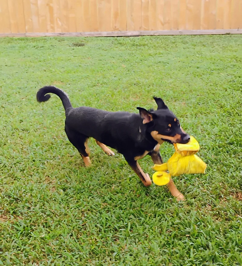 Lovable Mocha thumbnail 4