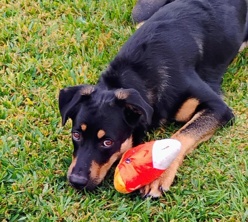 Lovable Mocha thumbnail 5