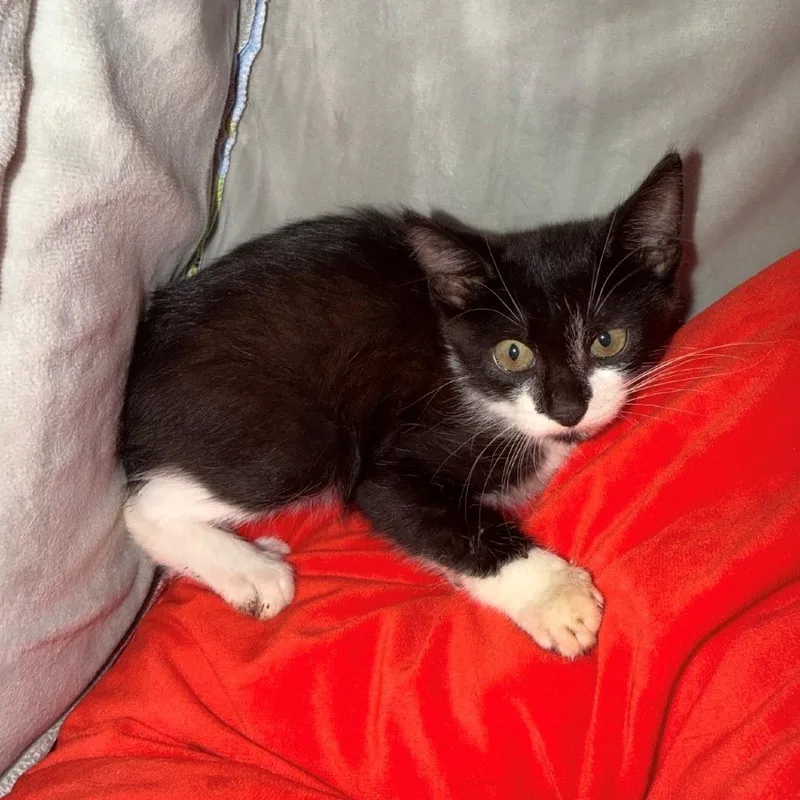 A baby medium-sized male Domestic Short Hair cat named A Stubbs for adoption in SANTA ROSA BEACH, FL