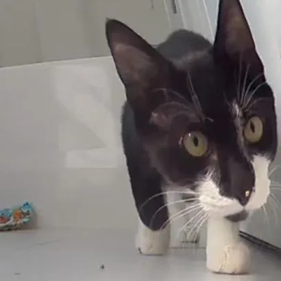 A Stubbs thumbnail 2