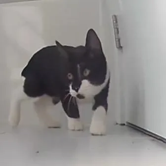 A Stubbs thumbnail 3