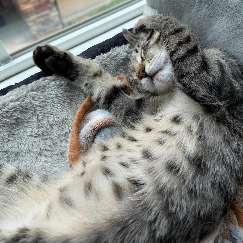 A baby small-sized female Brown / Chocolate Domestic Short Hair cat named Tumbleweed for adoption in Layton, UT