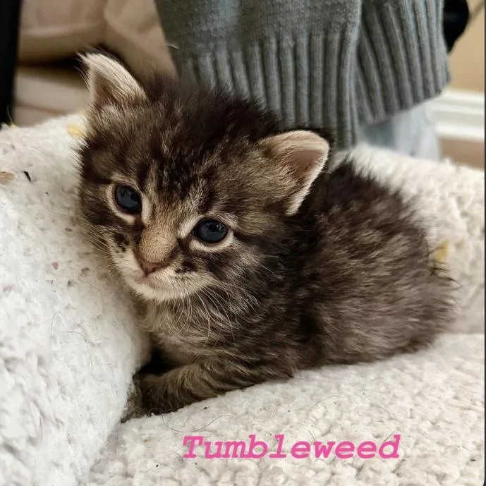 Tumbleweed thumbnail 4