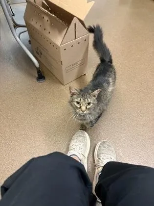 An adult medium-sized female Domestic Short Hair cat named Burger Queen for adoption in Wichita, KS