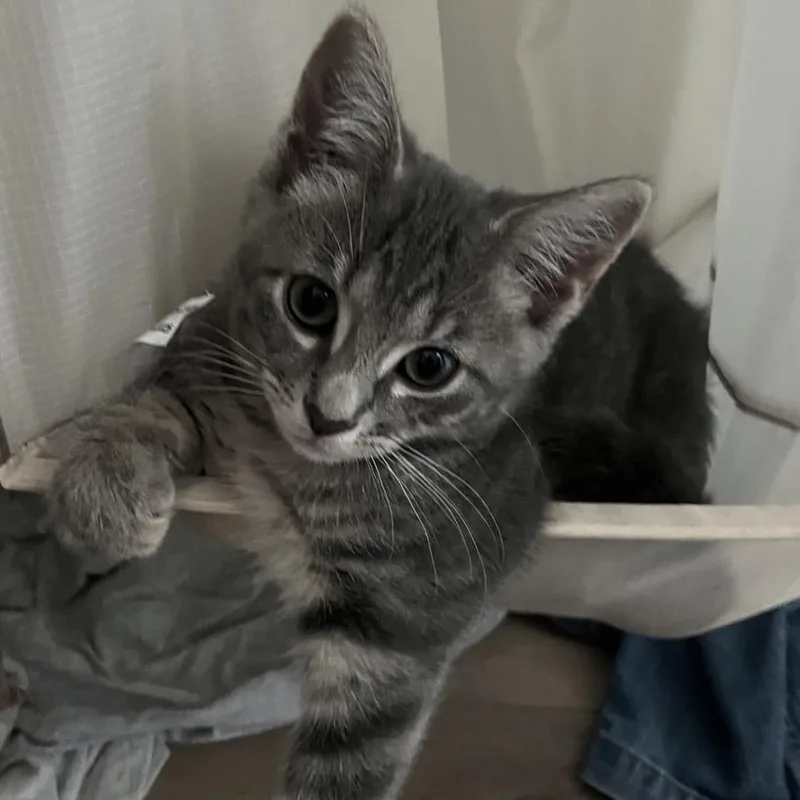 A baby small-sized female Domestic Short Hair cat named Dani for adoption in Hagerstown, MD