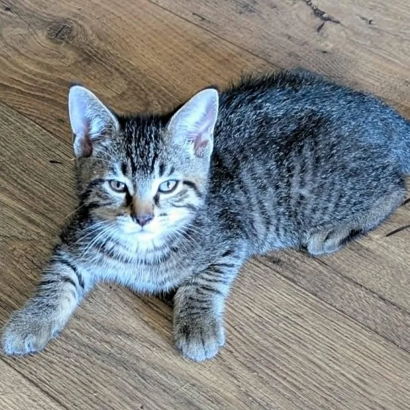 A baby small-sized male Brown / Chocolate Domestic Short Hair cat named Johnny for adoption in West Olive, MI