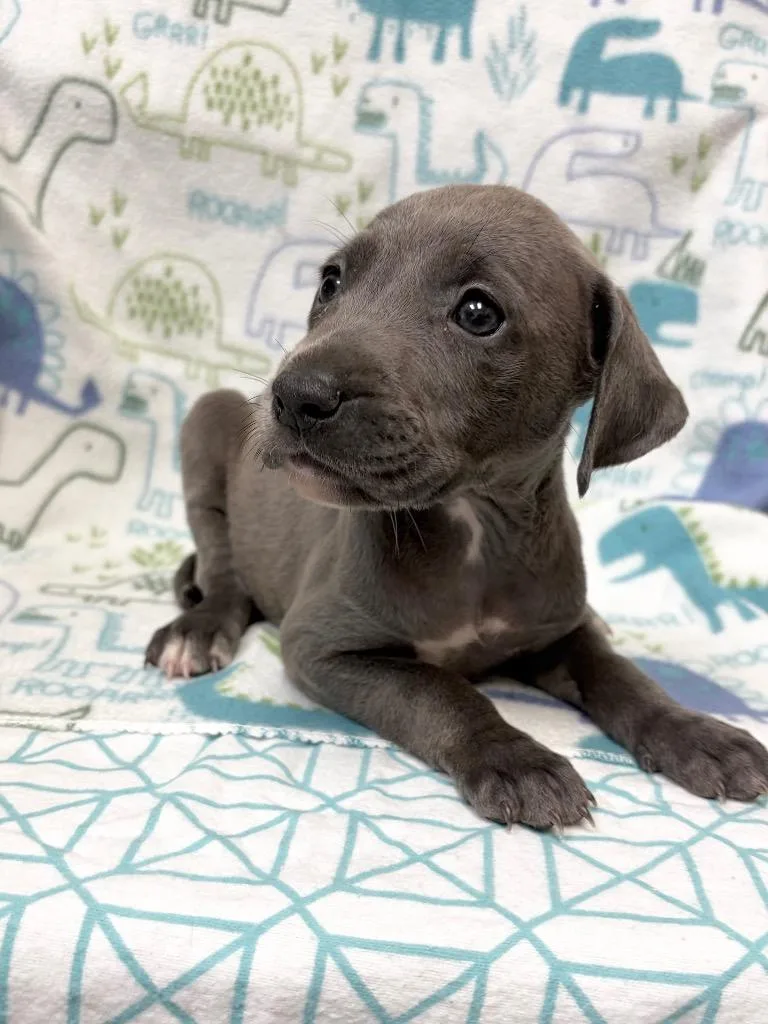 A baby large-sized female Weimaraner dog named Armani for adoption in Clinton, SC