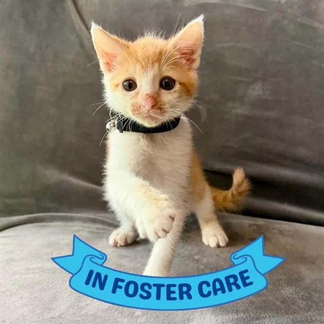 A baby small-sized male Domestic Short Hair cat named Prince Harry for adoption in Tallahassee, FL