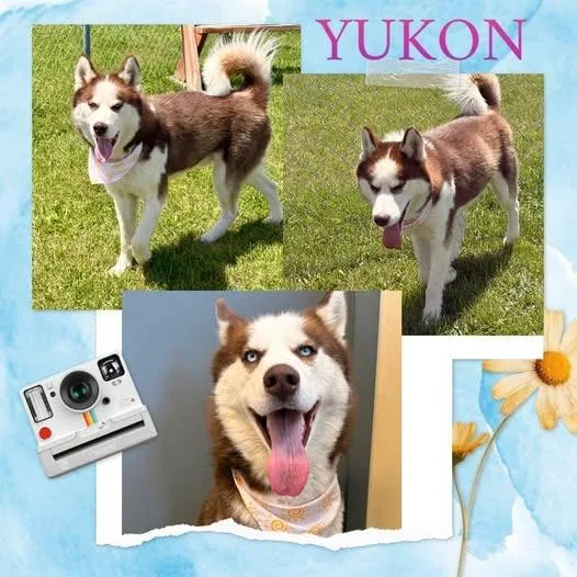 A young large-sized male Siberian Husky dog named Yukon for adoption in Rensselaer, IN