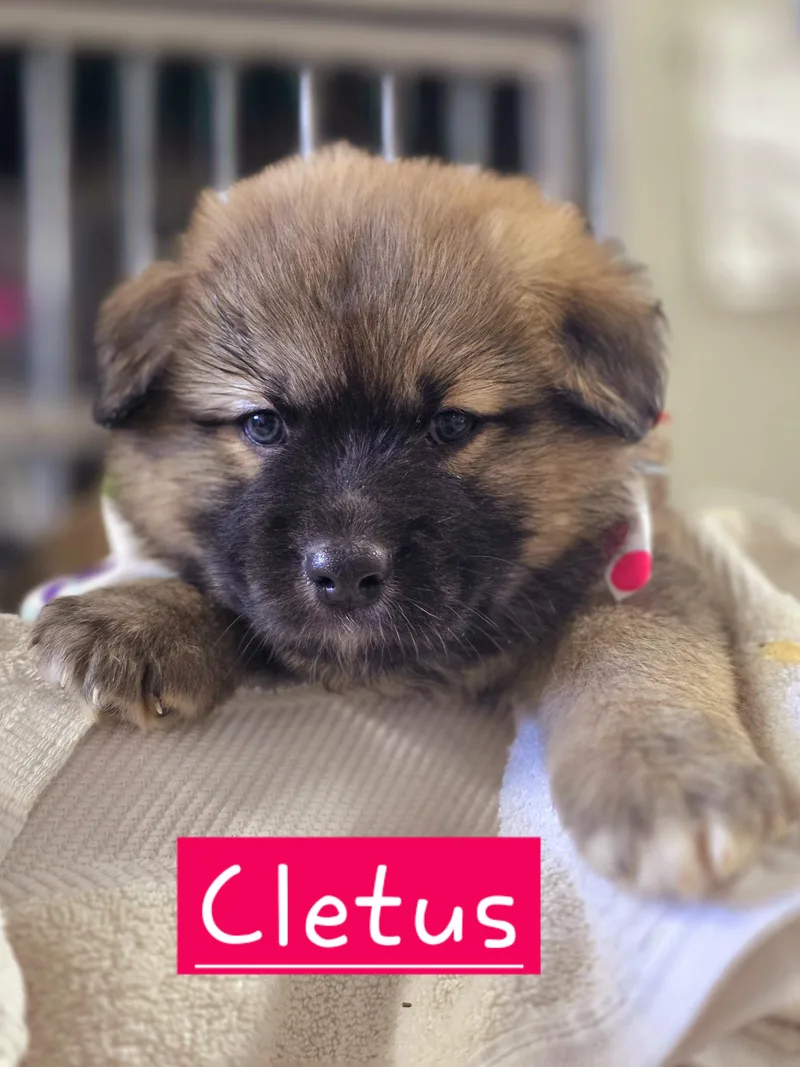 Cletus