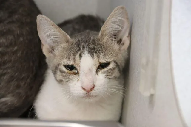 A baby small-sized female Domestic Short Hair cat named Peggy for adoption in Tucson, AZ