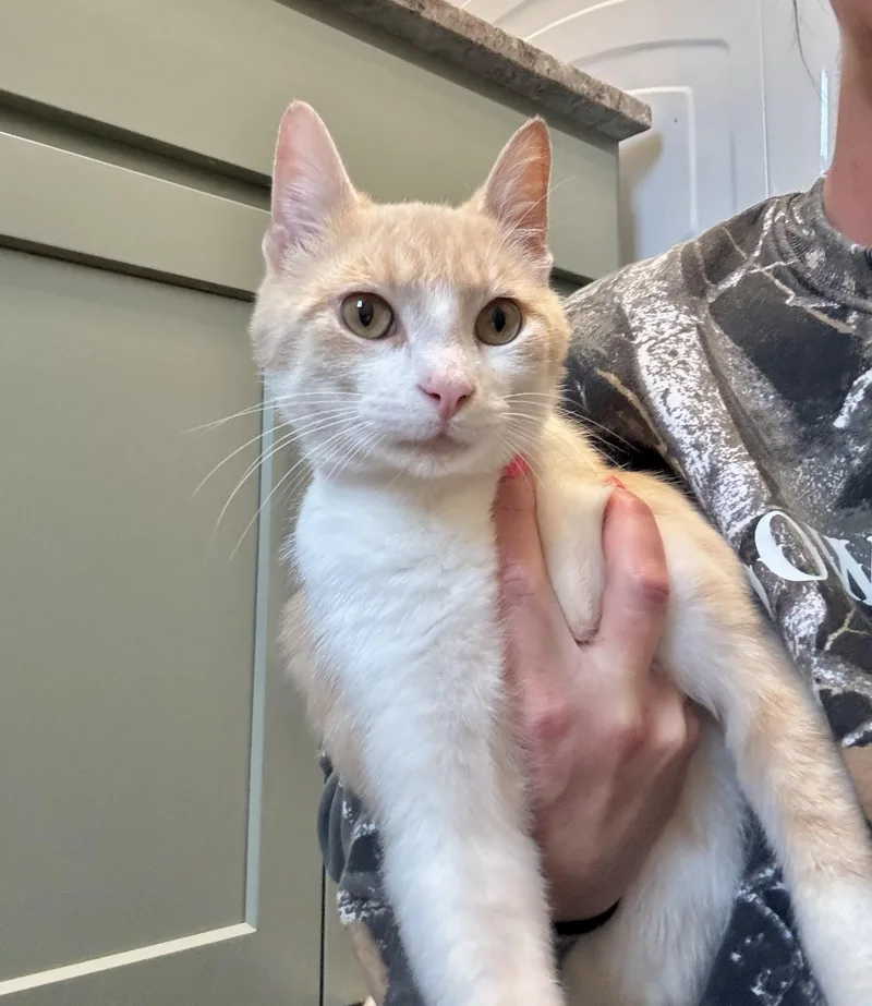 A young medium-sized male Orange & White Domestic Short Hair cat named Marty for adoption in Hartville, OH