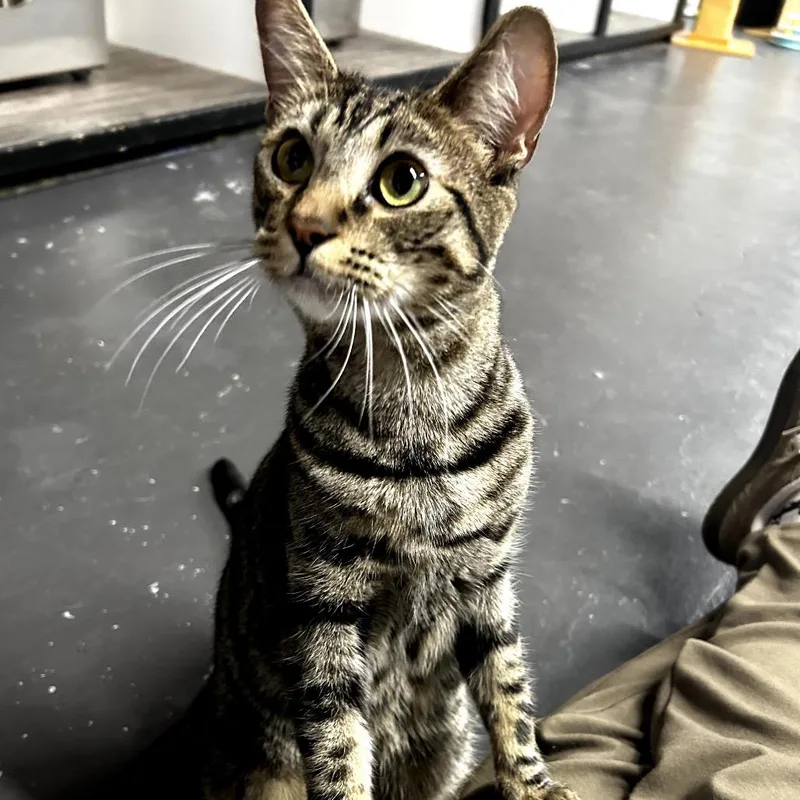 A young small-sized male Brown / Chocolate Domestic Short Hair cat named Calcifer for adoption in Los Angeles, CA