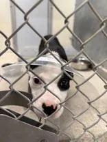 A baby small-sized female Pit Bull Terrier dog named Shelby for adoption in Moline, IL
