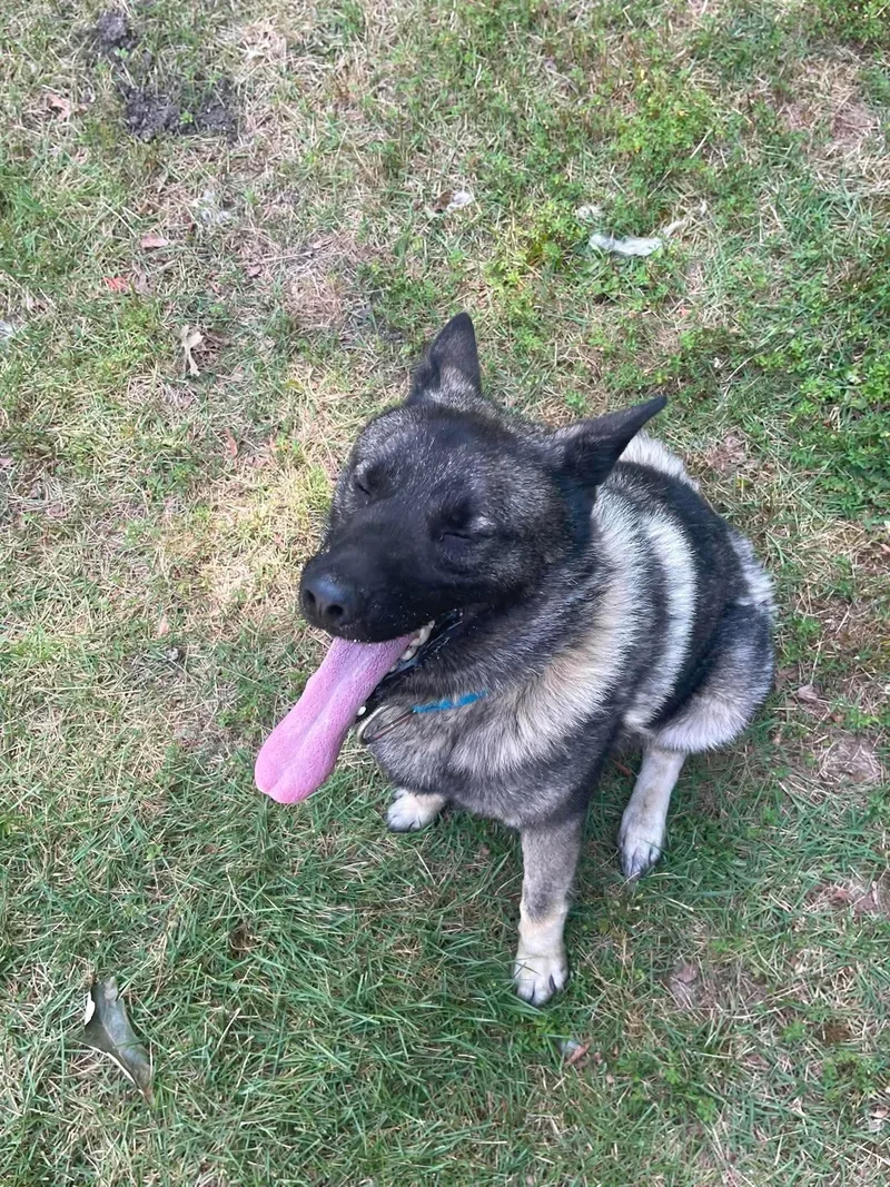 A young medium-sized male Black Norwegian Elkhound dog named Rover for adoption in White Oak, PA