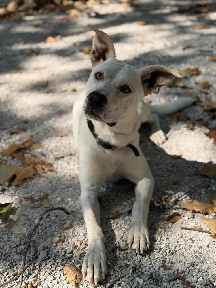 A young medium-sized male Australian Cattle Dog / Blue Heeler dog named Red for adoption in Bolivar, MO