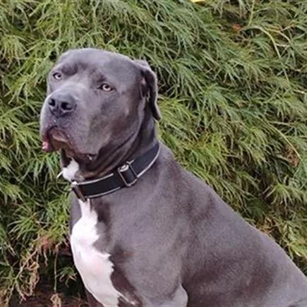 Commander thumbnail 2