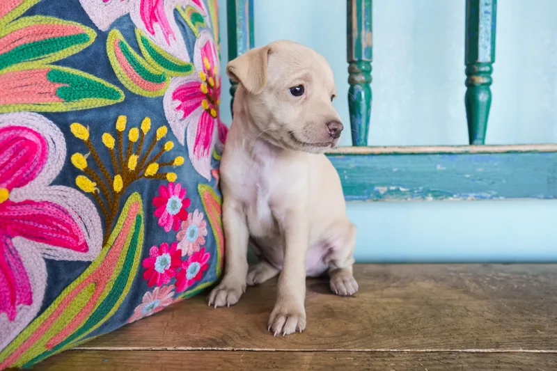 A baby small-sized female Apricot / Beige Chihuahua dog named Ruler for adoption in San Antonio, TX