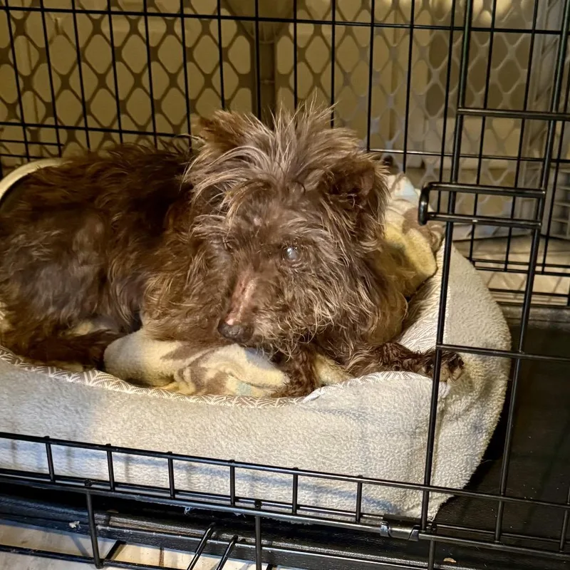 A senior small-sized female Yorkshire Terrier dog named Dene' for adoption in Natchitoches, LA