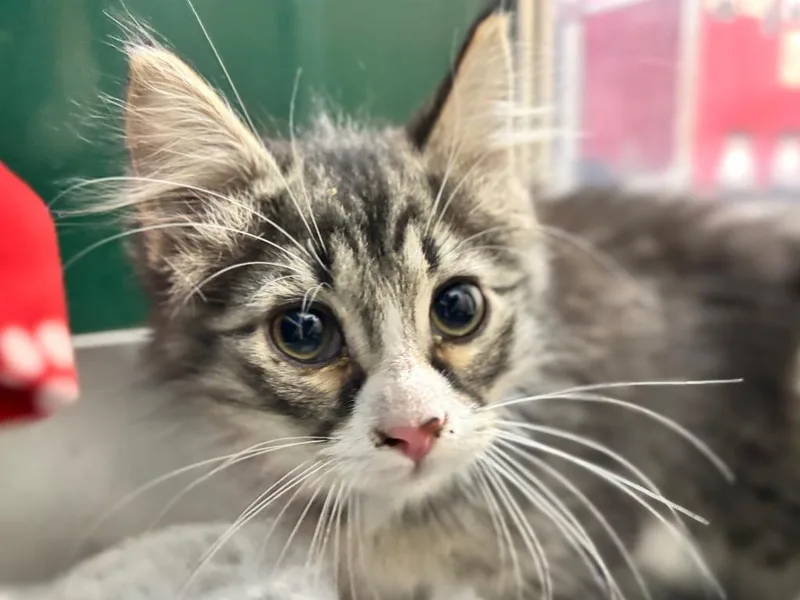 A baby small-sized male Cornish Rex cat named Jackson Jack Jr. for adoption in Powell, OH