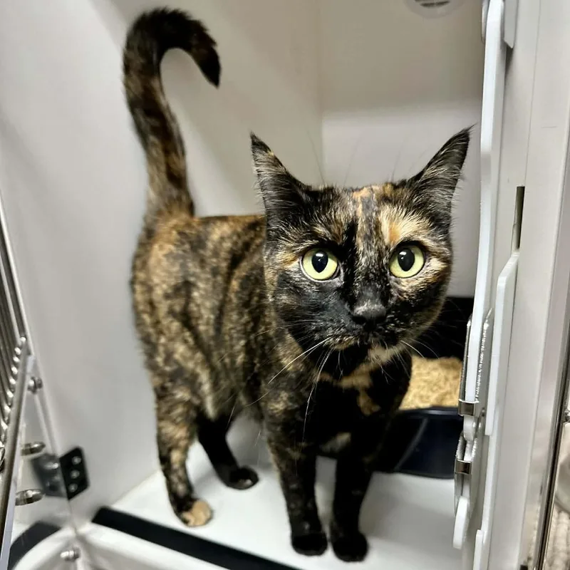 Miss Understood Sullivan Petsense