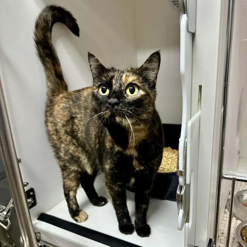 Miss Understood Sullivan Petsense thumbnail 2