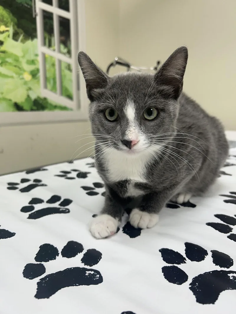 A baby medium-sized male Gray & White Domestic Short Hair cat named Pipsqueak for adoption in Lancaster, PA