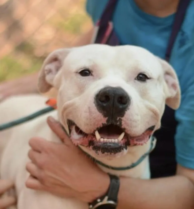 An adult medium-sized male White / Cream Pit Bull Terrier dog named Alligator for adoption in Roswell, GA