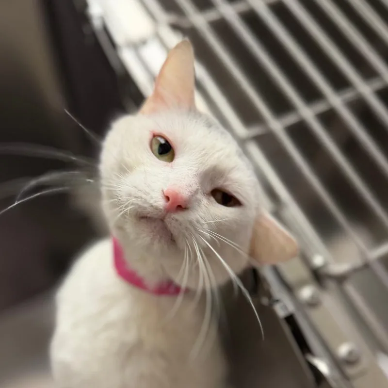 A senior medium-sized female White Domestic Short Hair cat named Nadia for adoption in Auburn, AL