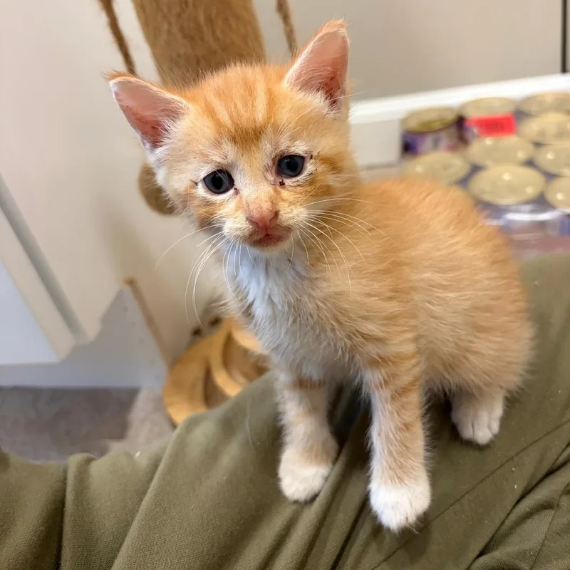 A baby medium-sized male Orange / Red Domestic Short Hair cat named Legacy for adoption in Moriches, NY
