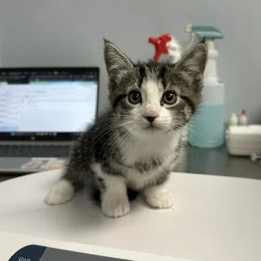 A baby small-sized male White Domestic Short Hair cat named Ozell for adoption in Indianapolis, IN