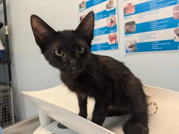 A baby small-sized male Domestic Short Hair cat named Eric for adoption in San Diego, CA