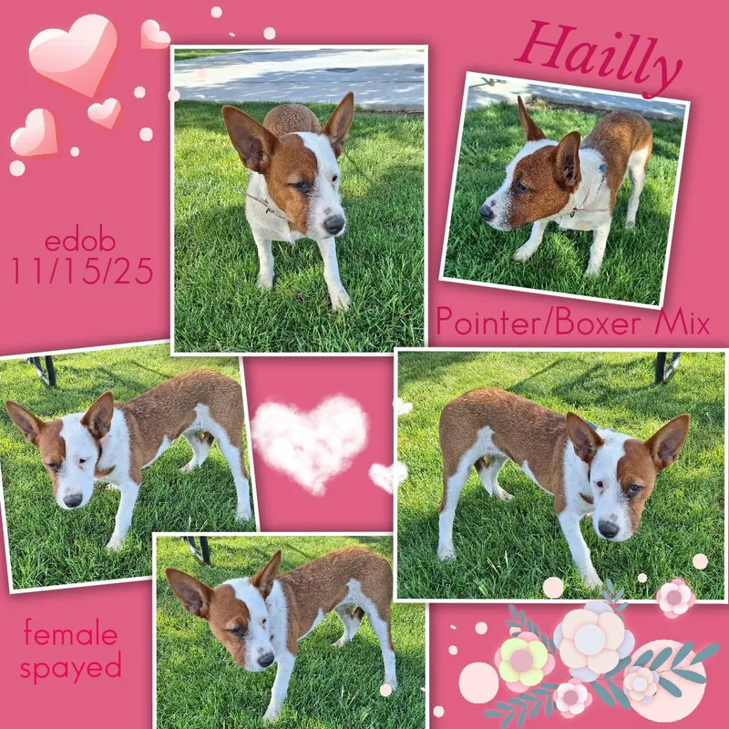 Hailly  Mvt thumbnail 6