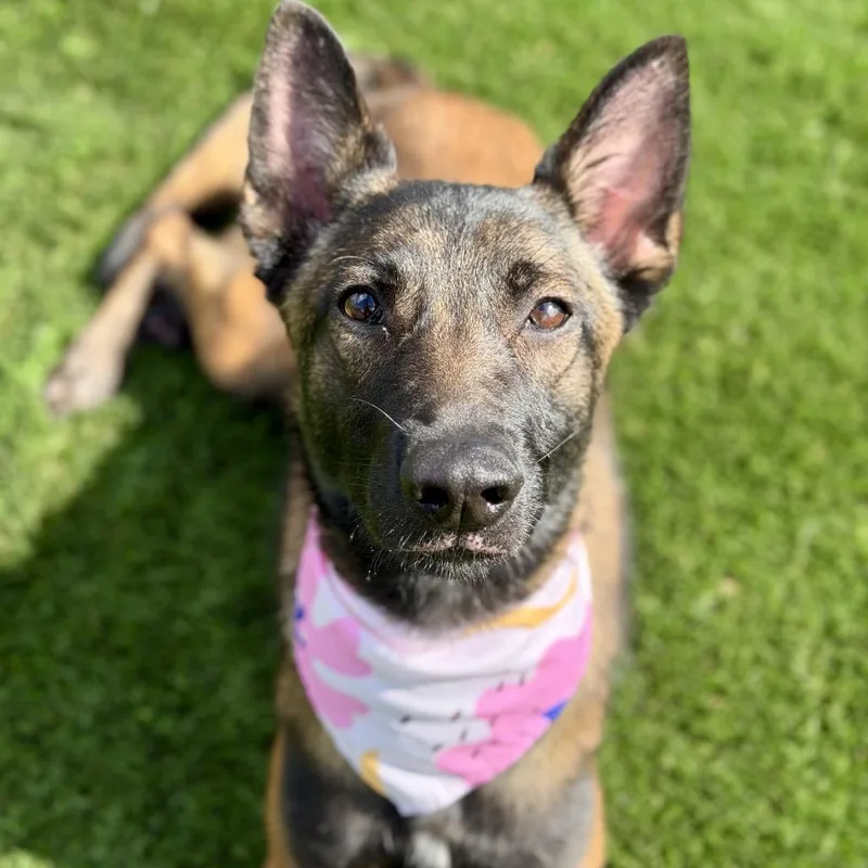 An adult medium-sized female Belgian Shepherd / Malinois dog named Kira for adoption in Los Gatos, CA
