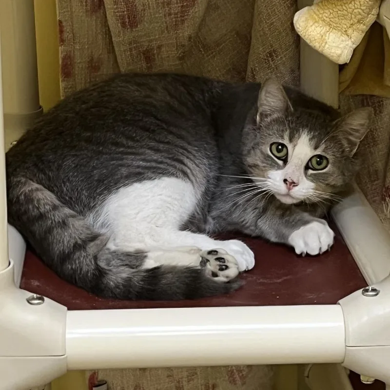 A young medium-sized female Gray / Blue / Silver Domestic Short Hair cat named Bizkit for adoption in Bedford, NH