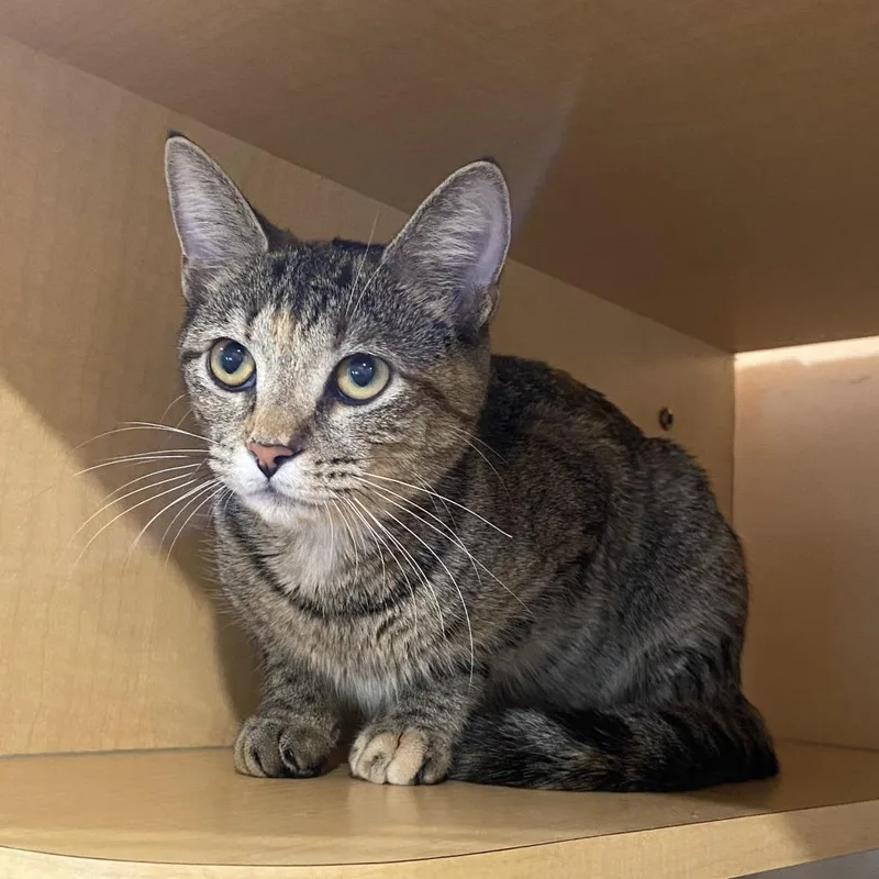 A young medium-sized female Torbie Domestic Short Hair cat named Mia for adoption in Washington Township, OH