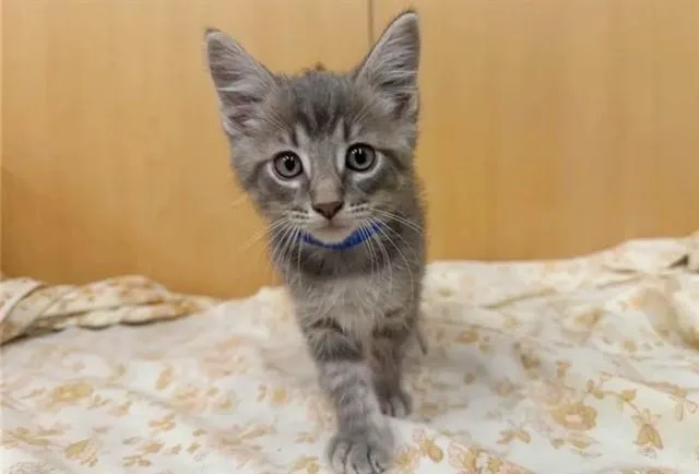 A baby small-sized male Domestic Short Hair cat named Matcha for adoption in Saint Louis, MO