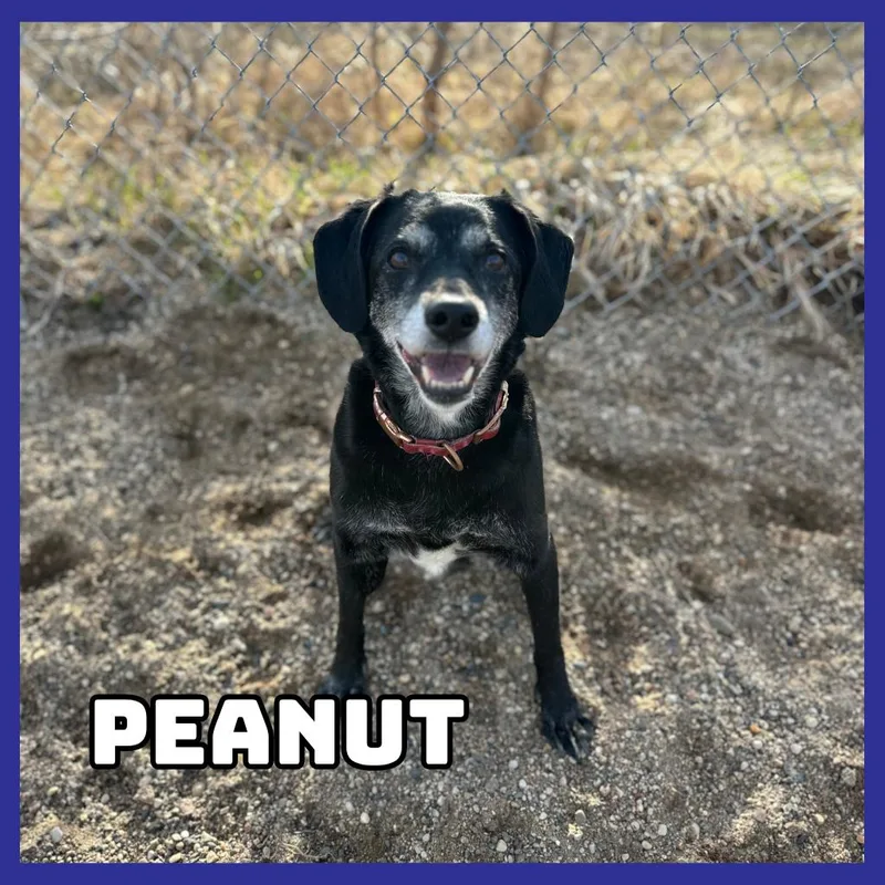 Peanut