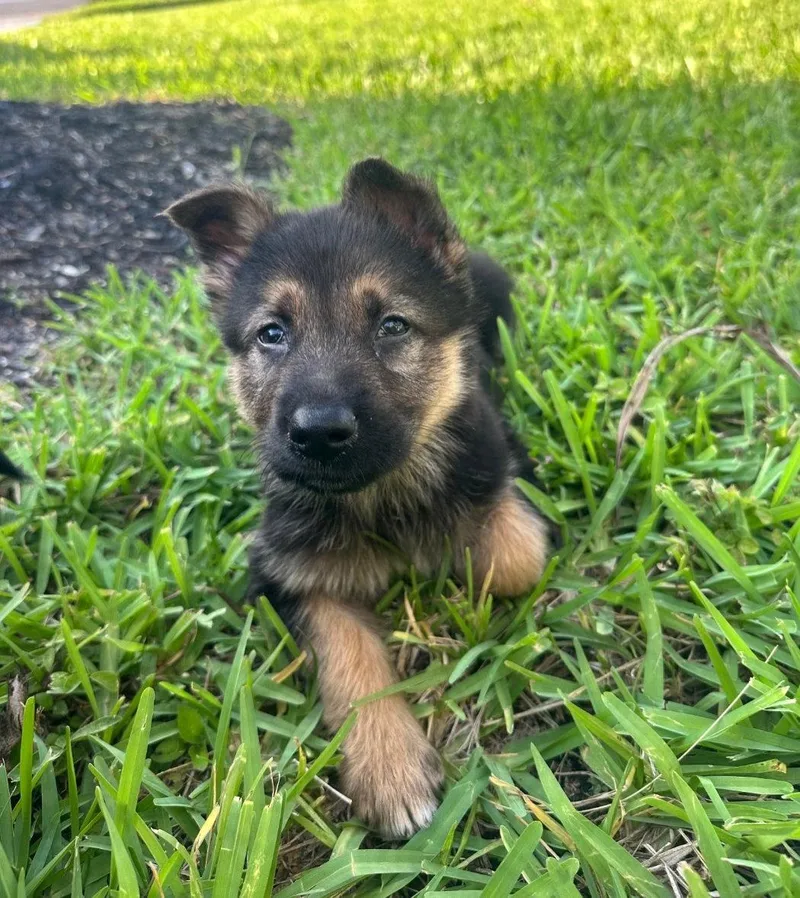 A baby medium-sized female German Shepherd Dog dog named Lilah for adoption in Royal Palm Beach, FL