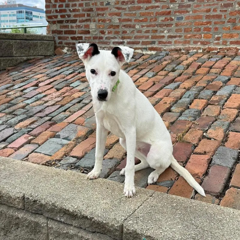 A young medium-sized male White / Cream Beagle dog named Wallie for adoption in Edwards, IL