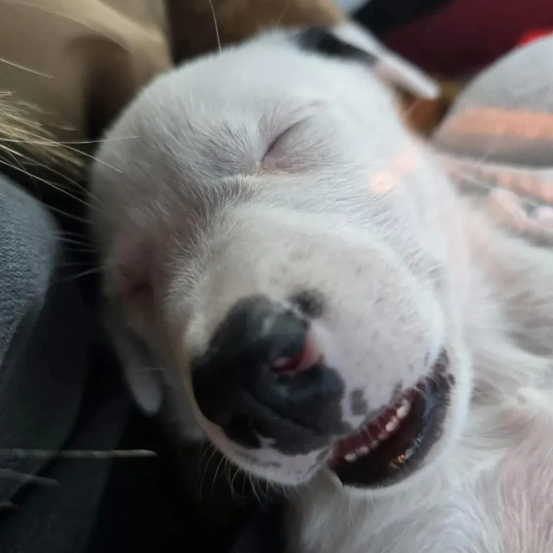 Wallie thumbnail 2