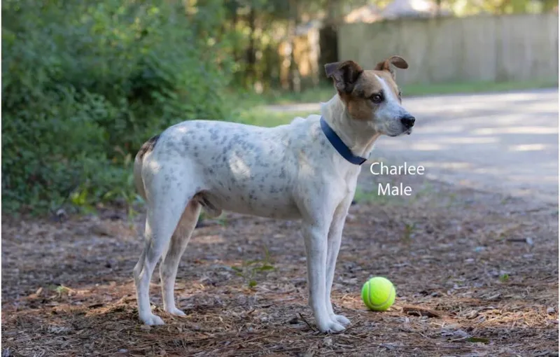An adult medium-sized male Pointer dog named Charlee for adoption in Pawleys Island, SC